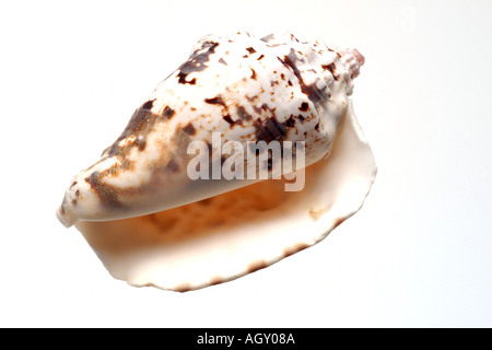 isolated shell Stock Photo