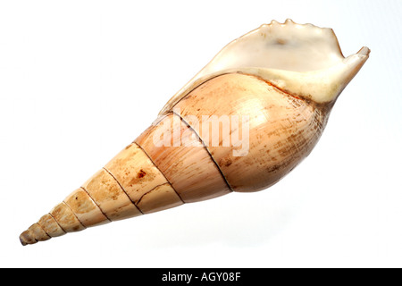 isolated shell Stock Photo
