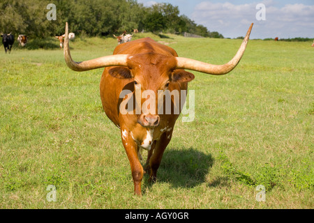 Texas Longhorn Cattle Stock Photo