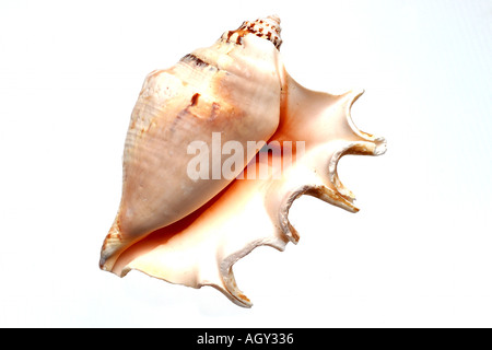 isolated shell Stock Photo