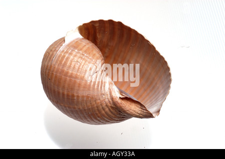 isolated shell Stock Photo