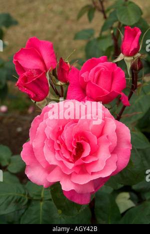 Pink roses growing in a public garden in Rome Italy in the summer Stock ...
