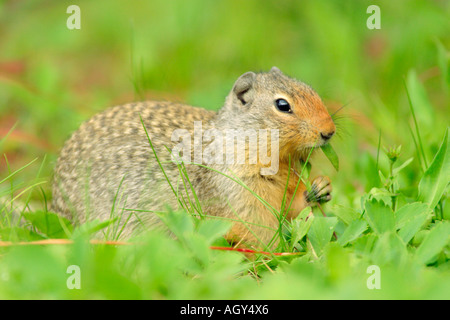 Columbian ground squirrel feeding on plants in summer Banff National Park Alberta Canada Stock Photo