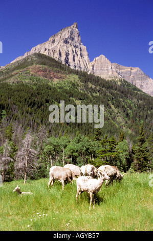 Big Horn Sheep Glacier National Park Montana Stock Photo