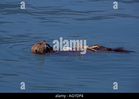 sea otter Enhydra lutris eating a snow crab Chionoecetes opilio in Kenai Fjords National Park Resurrection Bay Alaska Stock Photo