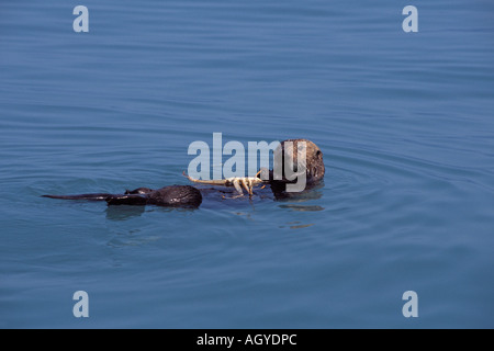 sea otter Enhydra lutris eating a snow crab Chionoecetes opilio in Kenai Fjords National Park Resurrection Bay Alaska Stock Photo