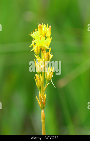 Bog Asphodel Narthecium ossifragum Isle of Mull Scotland Stock Photo