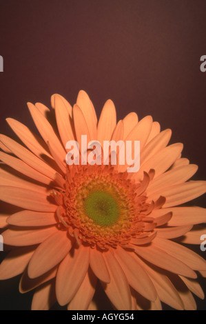 pink gerbera against a dark background vertical portrait Stock Photo