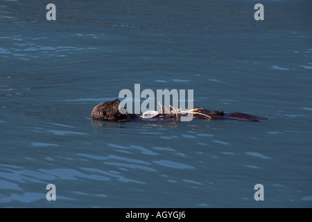 sea otter Enhydra lutris eating a snow crab Chionoecetes opilio in Kenai Fjords National Park Resurrection Bay Alaska Stock Photo