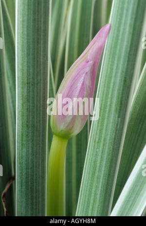 Tulbaghia violacea 'Silver Lace' (Society Garlic) Close up of flower bud among cream edged variegated leaves. Stock Photo