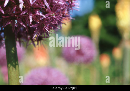 A group of Allium  in a garden scene (Kniphofia in background) Stock Photo