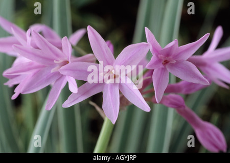 Tulbaghia violacea 'Silver Lace' (Society Garlic) Close up of lilac flowers in front of cream edged variegated leaves. Stock Photo