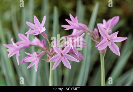 Tulbaghia violacea 'Silver Lace' (Society Garlic) Close up of lilac flowers in front of cream edged variegated leaves. Stock Photo