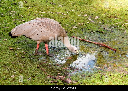 Cape Barren Goose Cereopsis novaehollandiae drinking Stock Photo