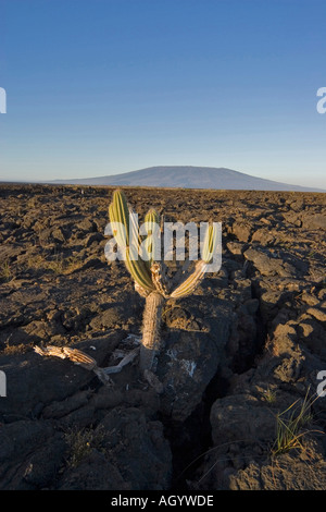 Candelabra Cactus Jasminocereus thouarsii Galapagos Islands growing on larva field Stock Photo