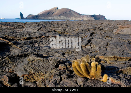 Lava Cactus Brachycereus nesioticus Galapagos cacti on Bartolome island with santiago island top of picture Stock Photo