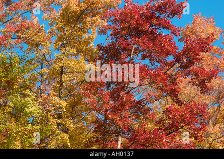 Fall Foliage in the Adirondack Mountains, New York State, USA Stock Photo
