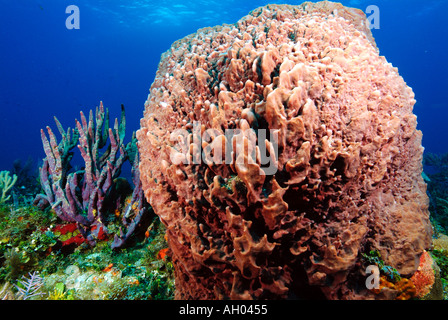 Giant barrel sponge, off Bimini island, Bahamas Stock Photo