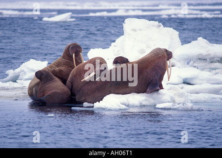 walrus Odobenus rosmarus group on the pack ice Bering Sea Arctic Alaska Stock Photo