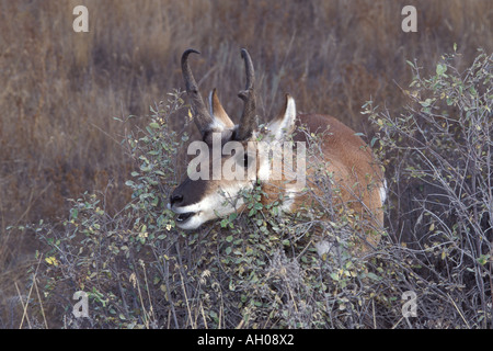 pronghorn Antilocapra americana feeding on vegetation during fall Yellowstone National Park Montana Stock Photo