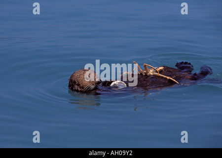 sea otter Enhydra lutris eating a snow crab Chionoecetes opilio in Kenai Fjords National Park Resurrection Bay Alaska Stock Photo