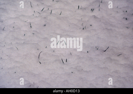 Snow texture with the tops of grass blades poking through the surface Stock Photo