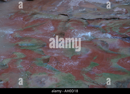 Red rock with green algae in creek bed of Little Horse Canyon in Southern Utah Stock Photo