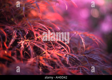 Filtered light shining through Japanese Maple leaves Stock Photo