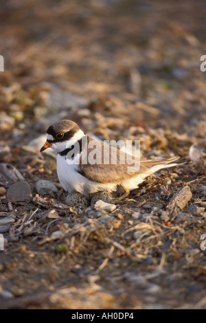 semipalmated plover Charadrius wilsonia female on her nest with eggs 1002 area Arctic National Wildlife Refuge Alaska Stock Photo