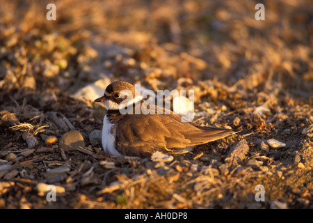 semipalmated plover Charadrius wilsonia female on her nest with eggs 1002 area Arctic National Wildlife Refuge Alaska Stock Photo