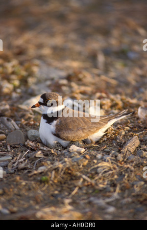 semipalmated plover Charadrius wilsonia female on her nest with eggs 1002 area Arctic National Wildlife Refuge Alaska Stock Photo