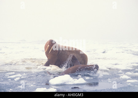 walrus Odobenus rosmarus pair on the pack ice Bering Sea Arctic Alaska Stock Photo