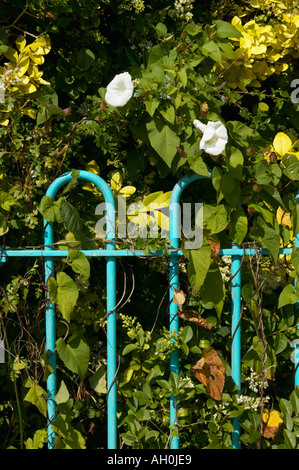 Hedge Bindweed twined around metal fence Stock Photo