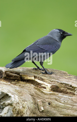 Jackdaw Corvus monedula standing on log Stock Photo