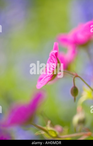 Hardy Pink Geranium Flowers Geranium oxonianum Stock Photo