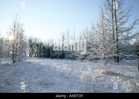 Snow hanging on branches of two rows  of  small sweetgum trees with scrub meadow between and pine trees in background. Stock Photo
