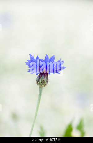 Single Blue Cornflower Centaurea cyanus in Meadow of Camomile Flowers Stock Photo