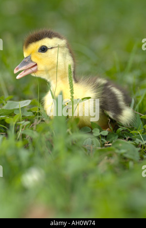 Baby Duckling Stock Photo