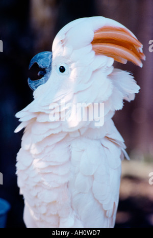 Portrait of a Moluccan Cockatoo (Cacatua Moluccensis) Stock Photo