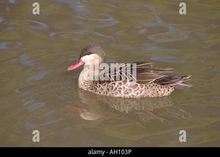 Red-billed pintail, Anas erythrorhyncha Stock Photo