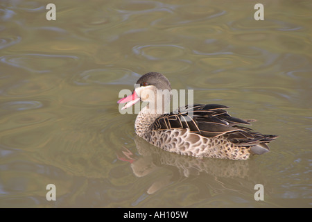 Red-billed pintail, Anas erythrorhyncha Stock Photo