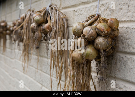 Shallots drying in a garden in Lincolnshire Stock Photo