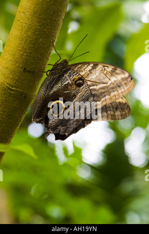 Owl butterflies are members of the genus Caligo in the brush footed butterfly family Nymphalidae Stock Photo