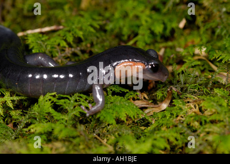 Jordan's Salamander, Plethodon jordani, redcheek variety,  Great Smoky Mountains National Park Stock Photo