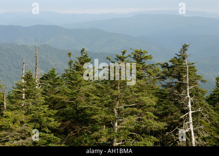 View from Clingman's Dome - Red Spruce, Picea rubens, and Fraser Fir, Abies fraseri, boreal forest at southern location Stock Photo