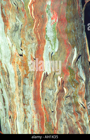Bark of a Eucalypt tree, peeling, about to fall off. BH 4a Stock Photo