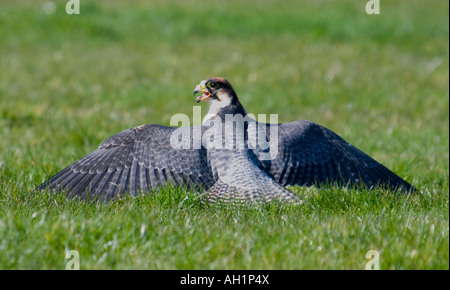 Peregrine falcon hiding food Falco peregrinus Stock Photo