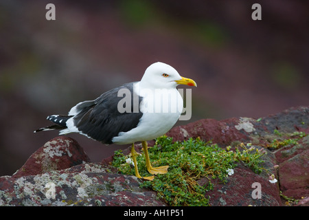 Great black backed gull Larus marinus standing on rock with nice defuse background skokholm Stock Photo