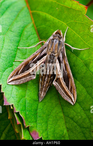 Silver striped Hawk moth Hippotion celerio at rest on leaf Stock Photo