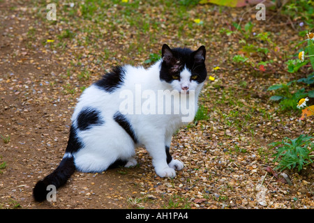 black and white domestic cat sitting on gravel drive Stock Photo